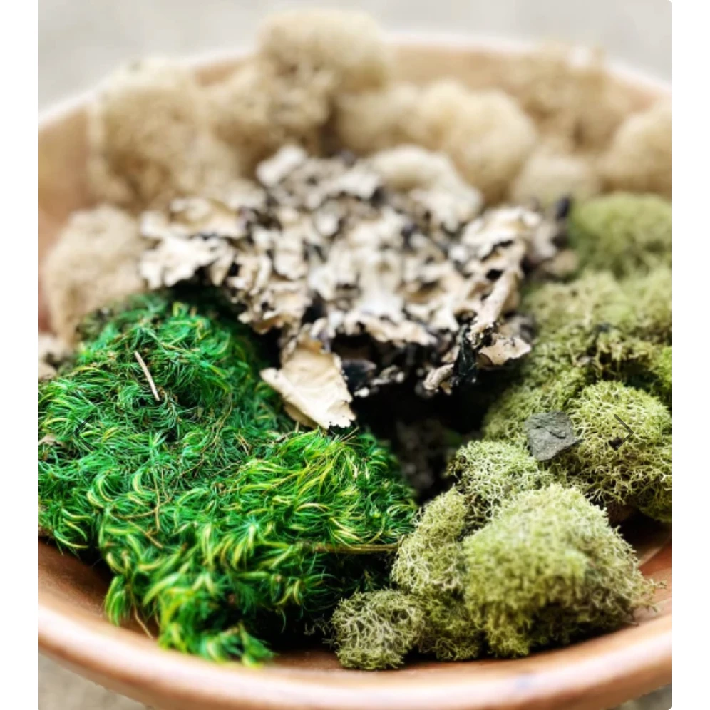 Various Quality Growers Variety Pack Moss Qg1390 4 Various Quality Growers Variety Pack Moss Qg1390 - Image 2